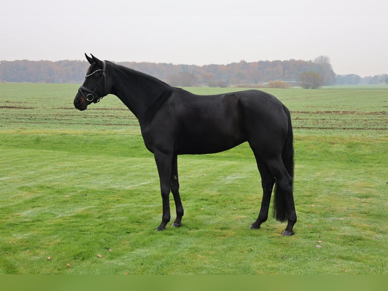 Westfaal Merrie 8 Jaar 169 cm Zwart in Haftenkamp