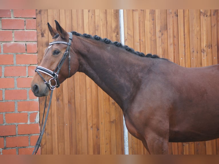 Westfaal Merrie 8 Jaar 170 cm Bruin in Coesfeld