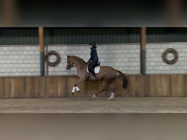 Westfaal Merrie 8 Jaar 170 cm Vos in Oud Gastel