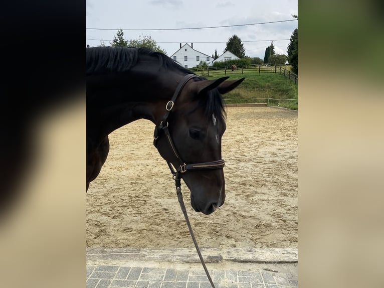 Westfaal Merrie 8 Jaar 170 cm Zwartbruin in Witten