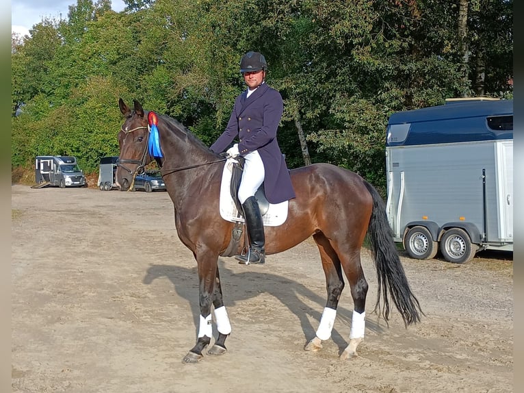 Westfaal Merrie 8 Jaar 170 cm Zwartbruin in Witten