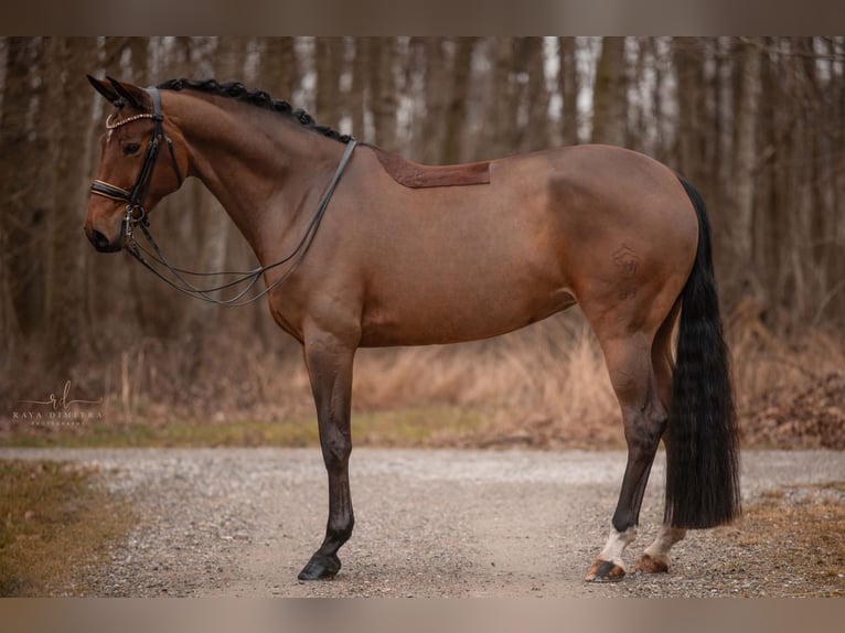 Westfaal Merrie 8 Jaar 171 cm Bruin in Wehringen