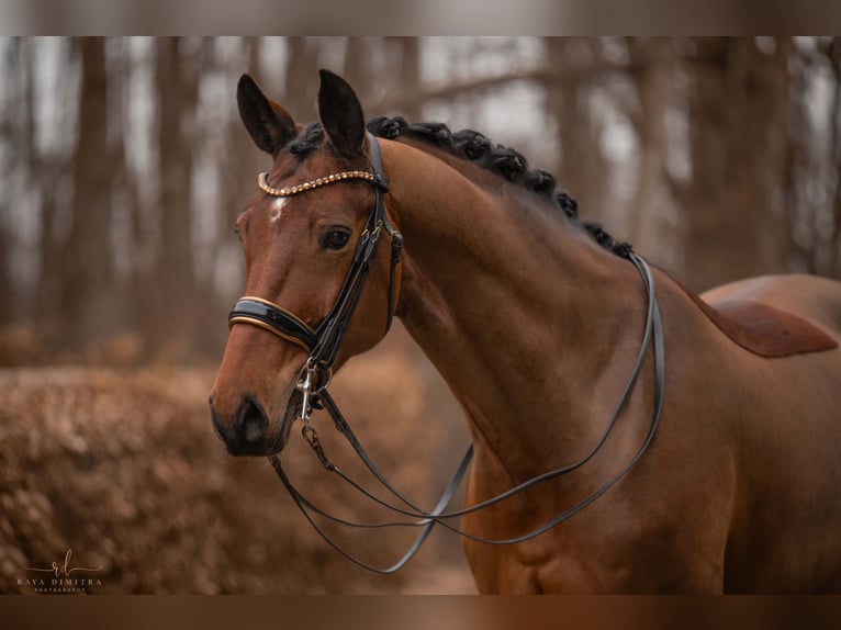 Westfaal Merrie 8 Jaar 171 cm Bruin in Wehringen