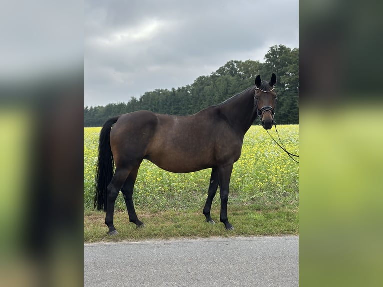 Westfaal Merrie 8 Jaar 171 cm Donkerbruin in Greven