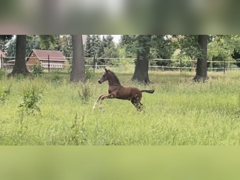 Westfaal Merrie 8 Jaar 171 cm Vos in Nörten-Hardenberg