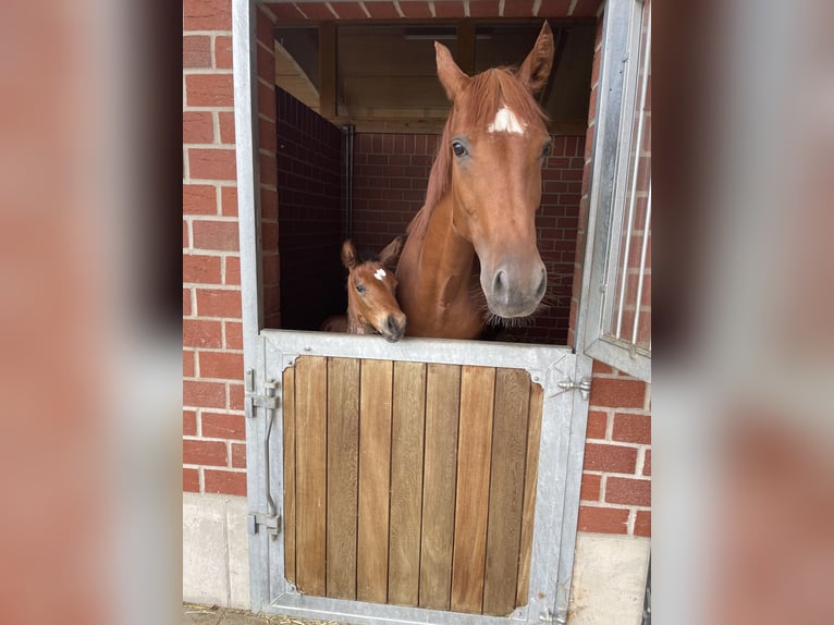 Westfaal Merrie 8 Jaar 171 cm Vos in Nörten-Hardenberg