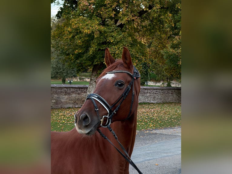 Westfaal Merrie 8 Jaar 171 cm Vos in Nörten-Hardenberg