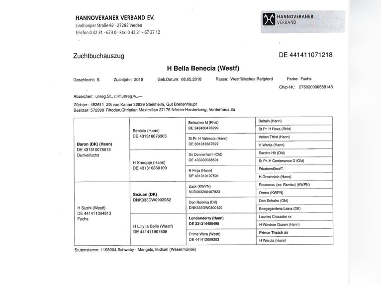 Westfaal Merrie 8 Jaar 171 cm Vos in Nörten-Hardenberg