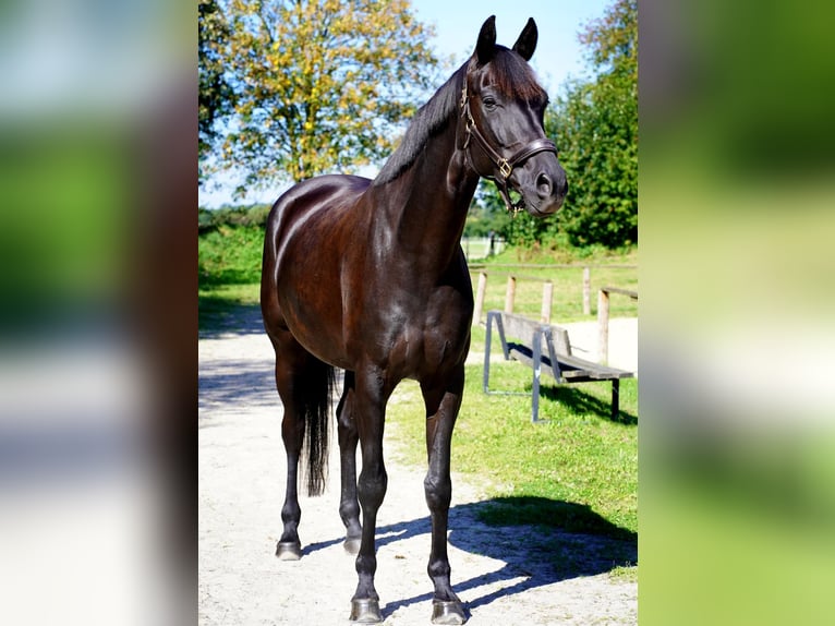 Westfaal Merrie 8 Jaar 172 cm Zwartbruin in Laer