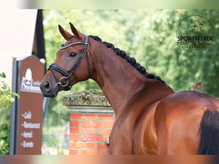 Westfaal Merrie 8 Jaar 173 cm Bruin in Greven