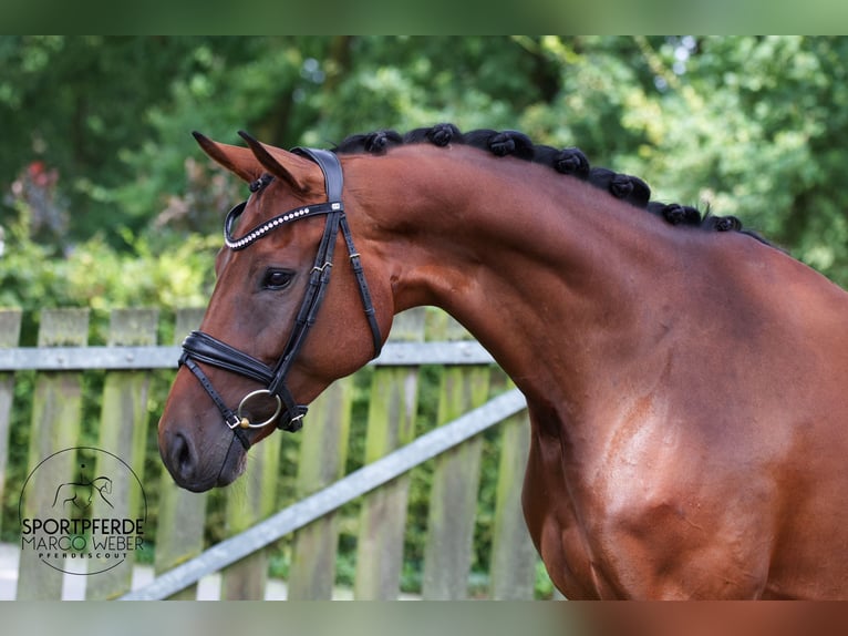 Westfaal Merrie 8 Jaar 173 cm Bruin in Greven