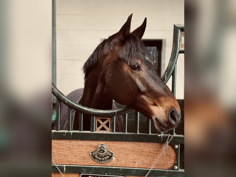 Westfaal Merrie 8 Jaar 173 cm Bruin in Syke