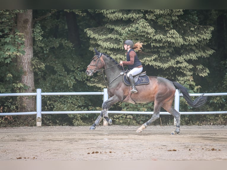 Westfaal Merrie 8 Jaar 173 cm Zwartbruin in Irmenach