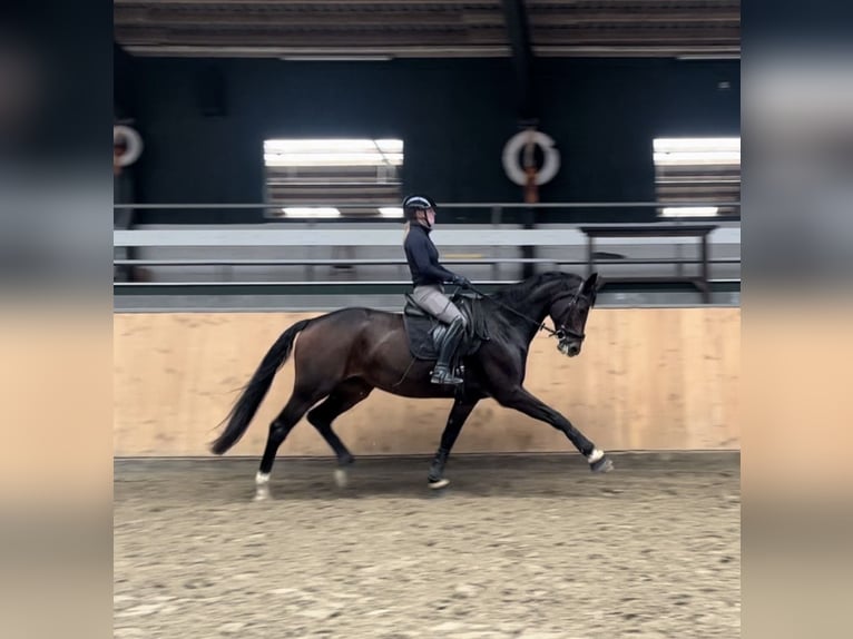 Westfaal Merrie 8 Jaar 175 cm Zwartbruin in Delbrück