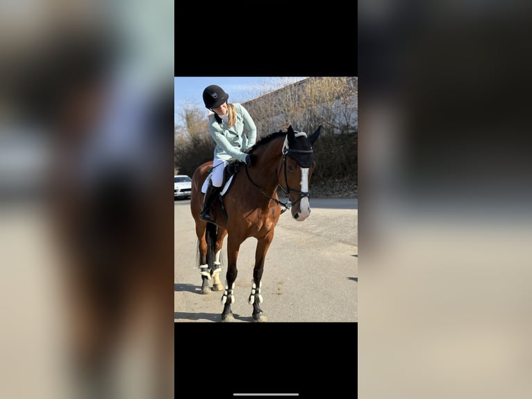 Westfaal Merrie 8 Jaar 180 cm Bruin in Bottrop