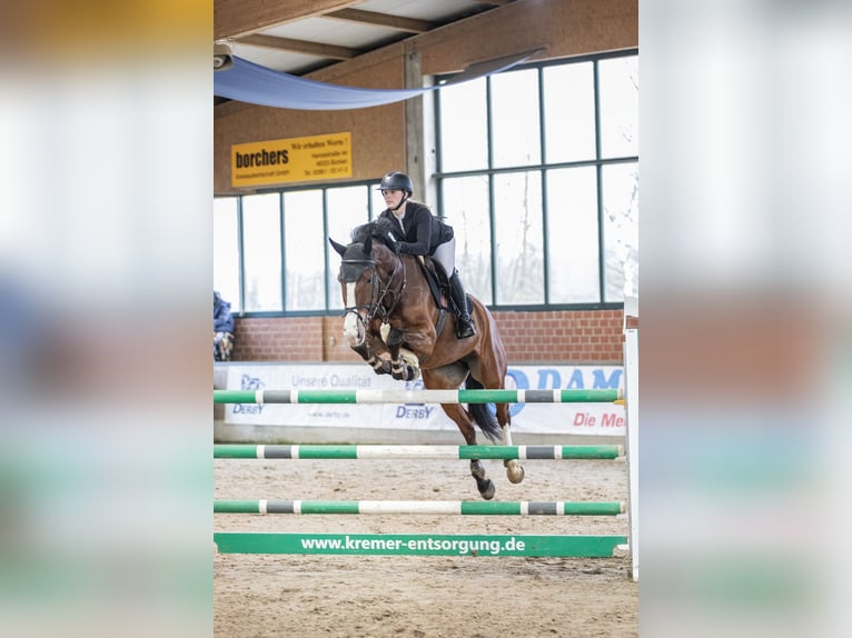 Westfaal Merrie 8 Jaar 180 cm Bruin in Bottrop