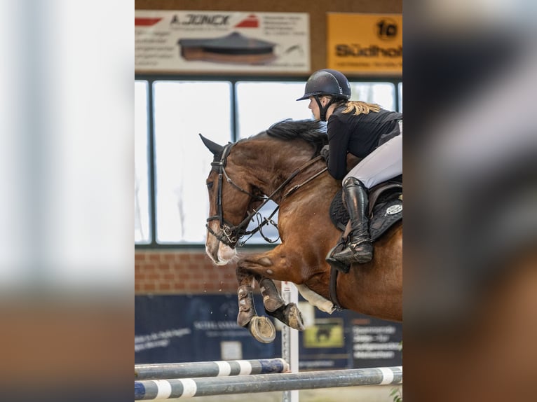 Westfaal Merrie 8 Jaar 180 cm Bruin in Bottrop