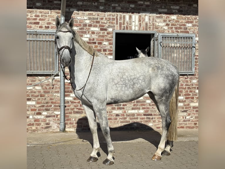 Westfaal Merrie 8 Jaar 182 cm Schimmel in Grevenbroich