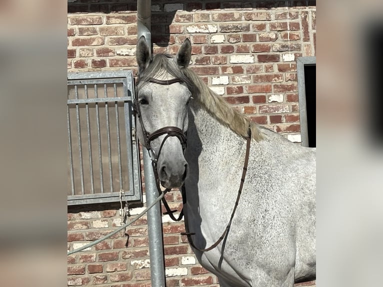 Westfaal Merrie 8 Jaar 182 cm Schimmel in Grevenbroich