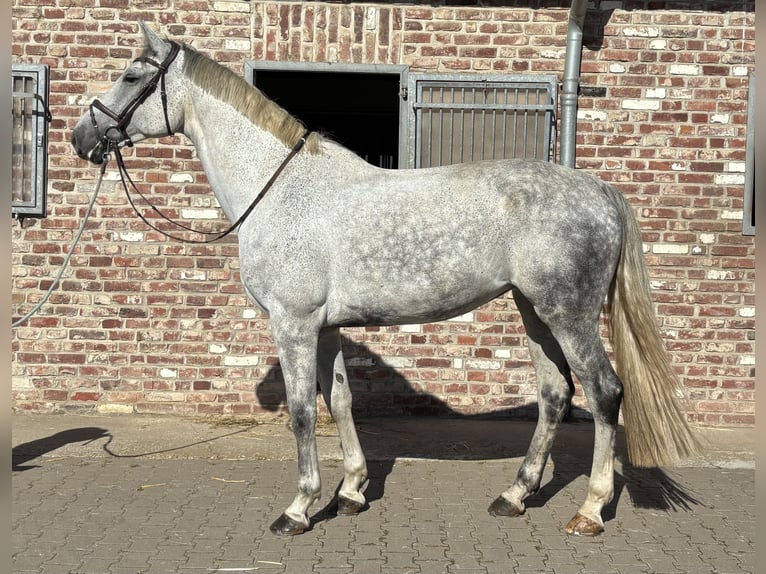 Westfaal Merrie 8 Jaar 182 cm Schimmel in Grevenbroich