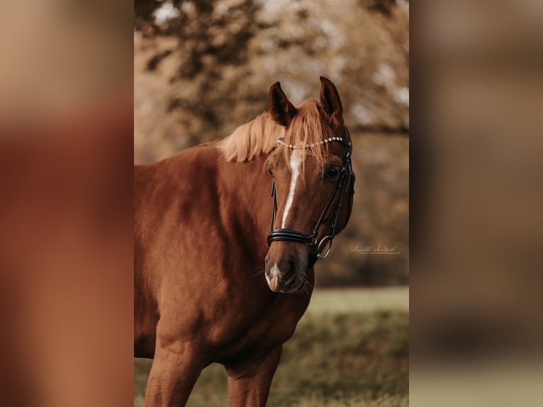Westfaal Merrie 9 Jaar 155 cm Vos in Rhede