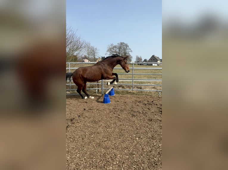 Westfaal Merrie 9 Jaar 160 cm Bruin in Rothenbach