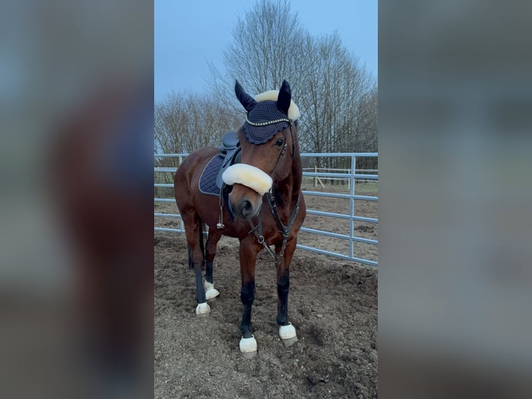 Westfaal Merrie 9 Jaar 160 cm Bruin in Rothenbach