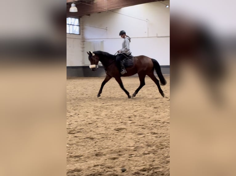 Westfaal Merrie 9 Jaar 160 cm Bruin in Rothenbach