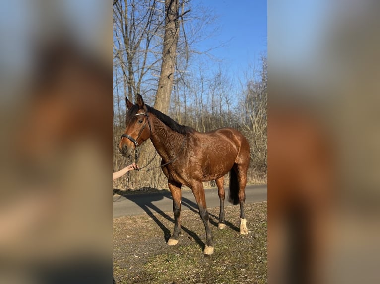 Westfaal Merrie 9 Jaar 160 cm Bruin in Rothenbach