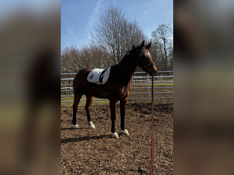 Westfaal Merrie 9 Jaar 160 cm Bruin in Rothenbach