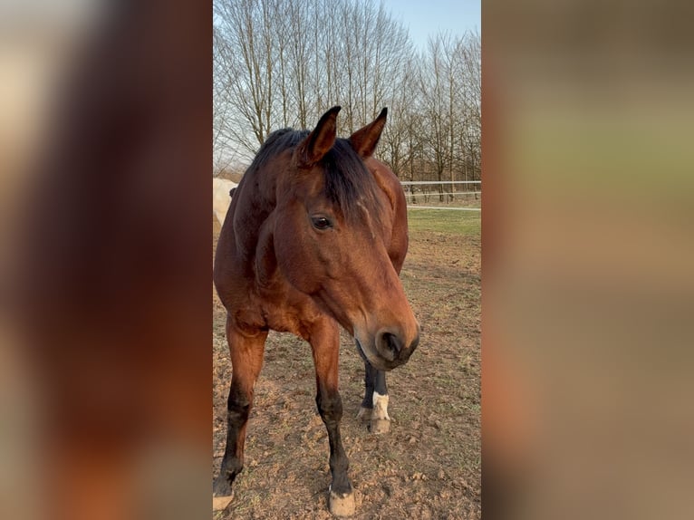 Westfaal Merrie 9 Jaar 160 cm Bruin in Rothenbach
