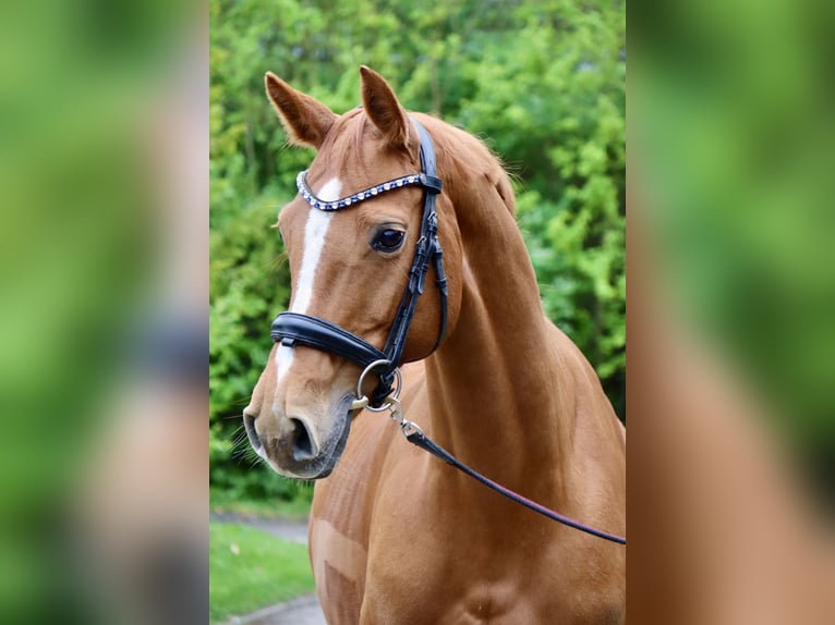 Westfaal Merrie 9 Jaar 160 cm Vos in Petershagen