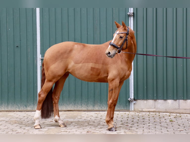 Westfaal Merrie 9 Jaar 160 cm Vos in Petershagen