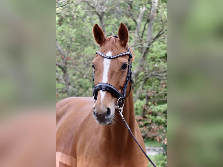 Westfaal Merrie 9 Jaar 160 cm Vos in Petershagen