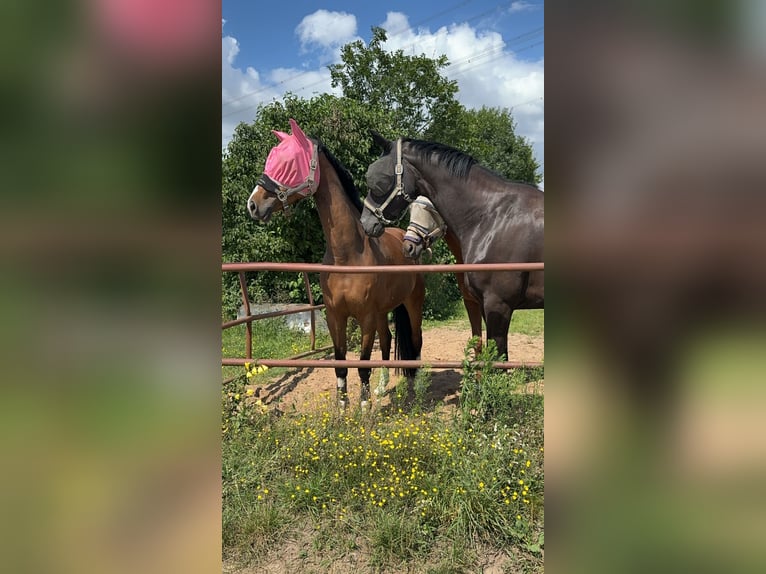 Westfaal Merrie 9 Jaar 163 cm Bruin in Dormagen
