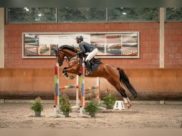 Westfaal Merrie 9 Jaar 163 cm Bruin in Dormagen
