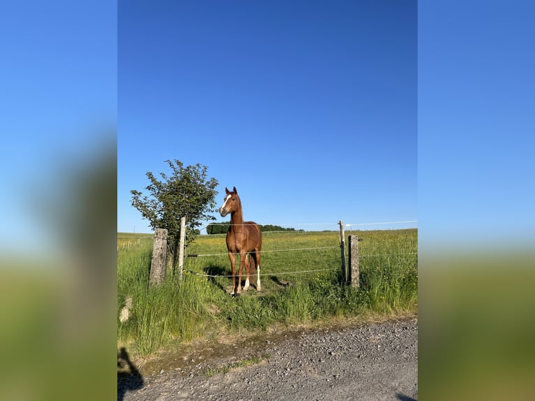 Westfaal Merrie 9 Jaar 163 cm Vos in Altenkirchen