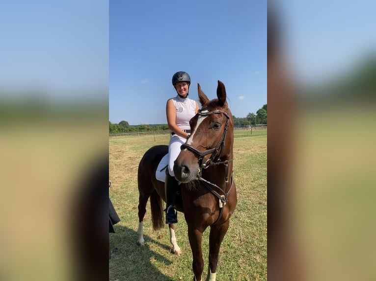 Westfaal Merrie 9 Jaar 164 cm Donkere-vos in Ascheberg
