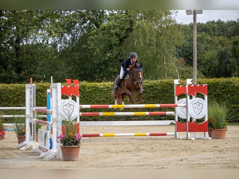 Westfaal Merrie 9 Jaar 164 cm Donkere-vos in Ascheberg