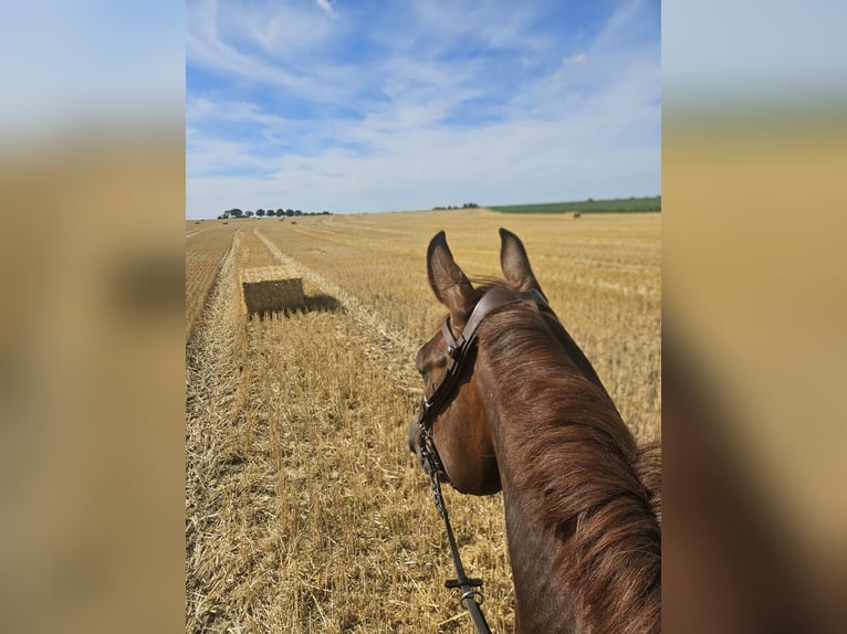 Westfaal Merrie 9 Jaar 164 cm Donkere-vos in Ascheberg