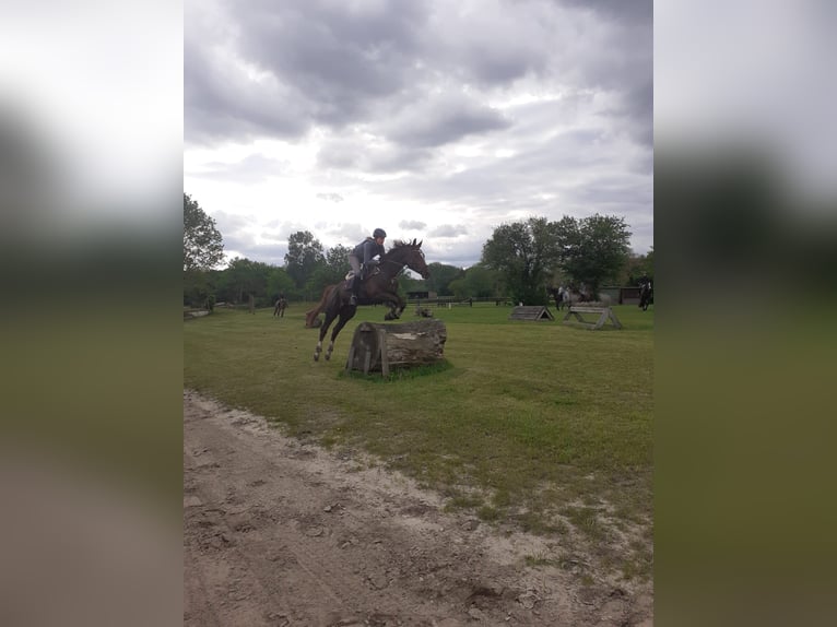 Westfaal Merrie 9 Jaar 164 cm Donkere-vos in Ascheberg