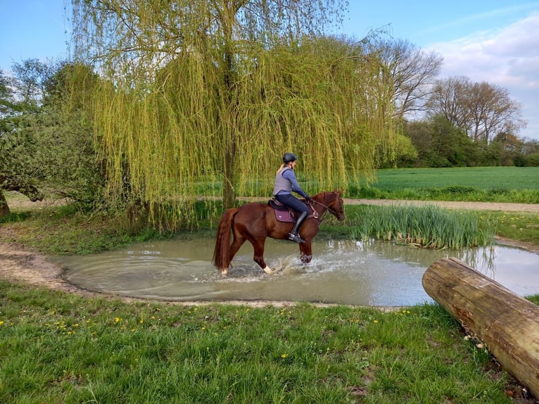 Westfaal Merrie 9 Jaar 164 cm Donkere-vos in Ascheberg