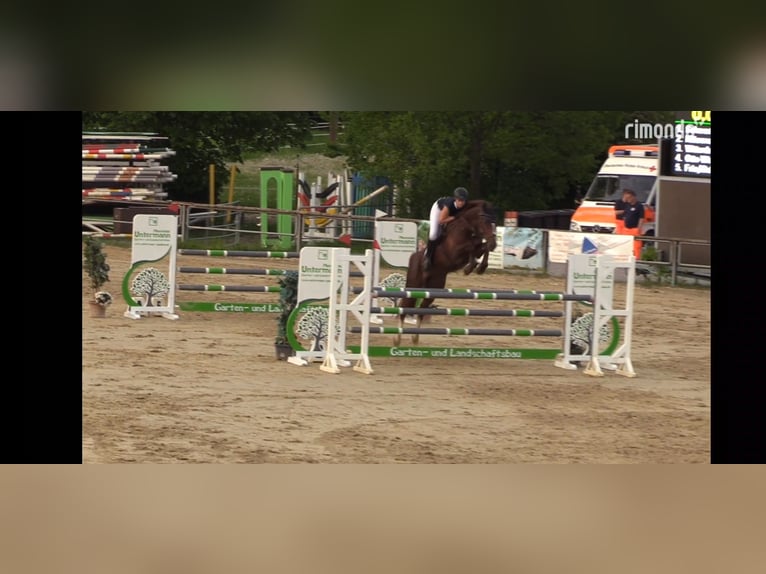 Westfaal Merrie 9 Jaar 164 cm Donkere-vos in Ascheberg