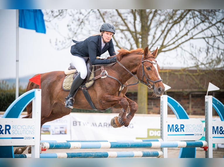 Westfaal Merrie 9 Jaar 164 cm Donkere-vos in Ascheberg