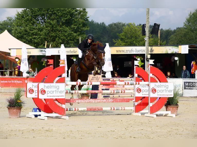 Westfaal Merrie 9 Jaar 164 cm Donkere-vos in Ascheberg