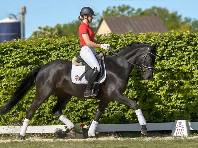 Westfaal Merrie 9 Jaar 164 cm Zwart in Diemelsee