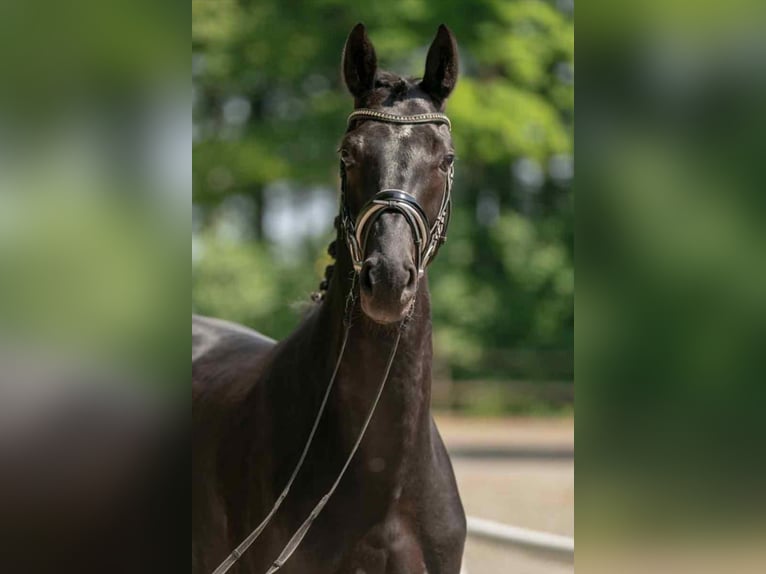 Westfaal Merrie 9 Jaar 164 cm Zwart in Diemelsee