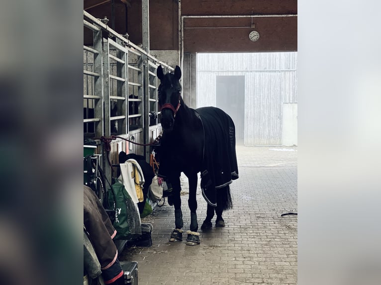 Westfaal Merrie 9 Jaar 166 cm Zwartbruin in Garching bei München