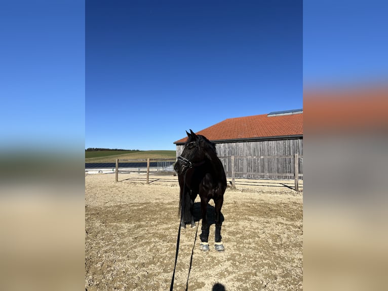 Westfaal Merrie 9 Jaar 166 cm Zwartbruin in Garching bei München