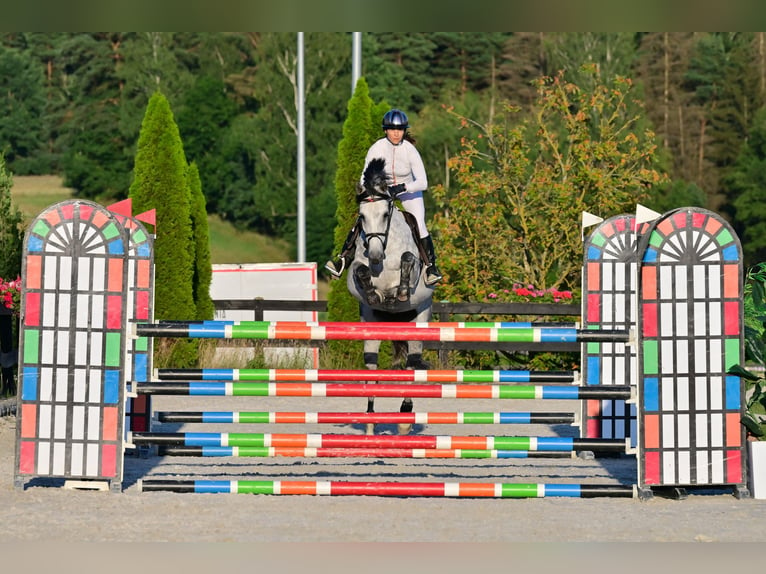 Westfaal Merrie 9 Jaar 167 cm Appelschimmel in Wysin